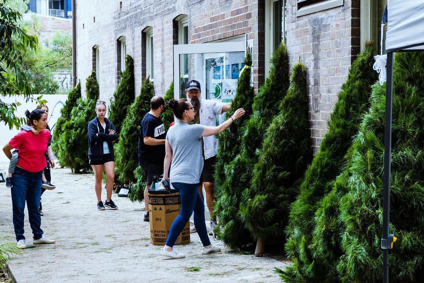 People choosing real Christmas trees at Pick-A-Tree in Sydney